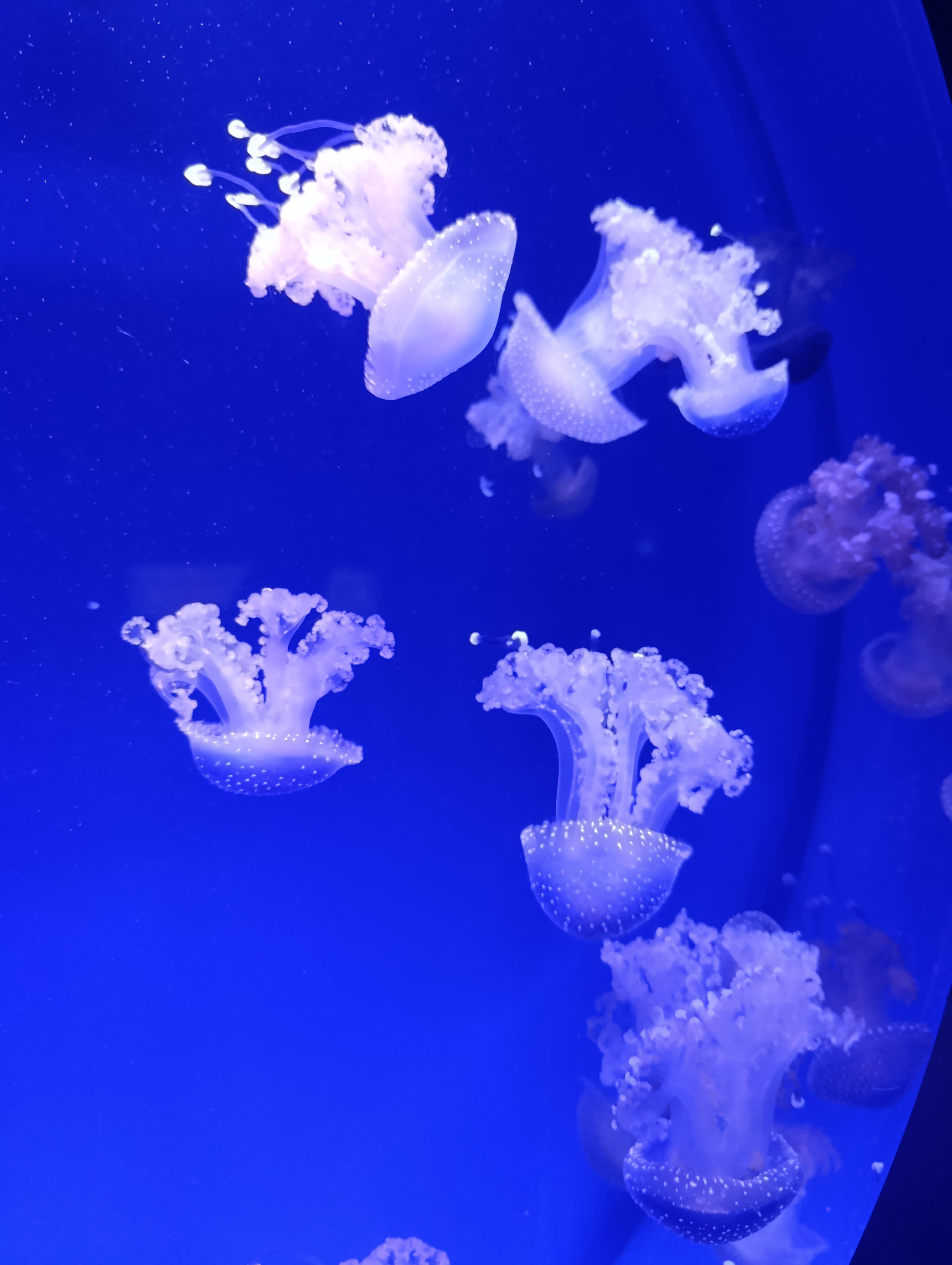 IMG-20250530-WA0238