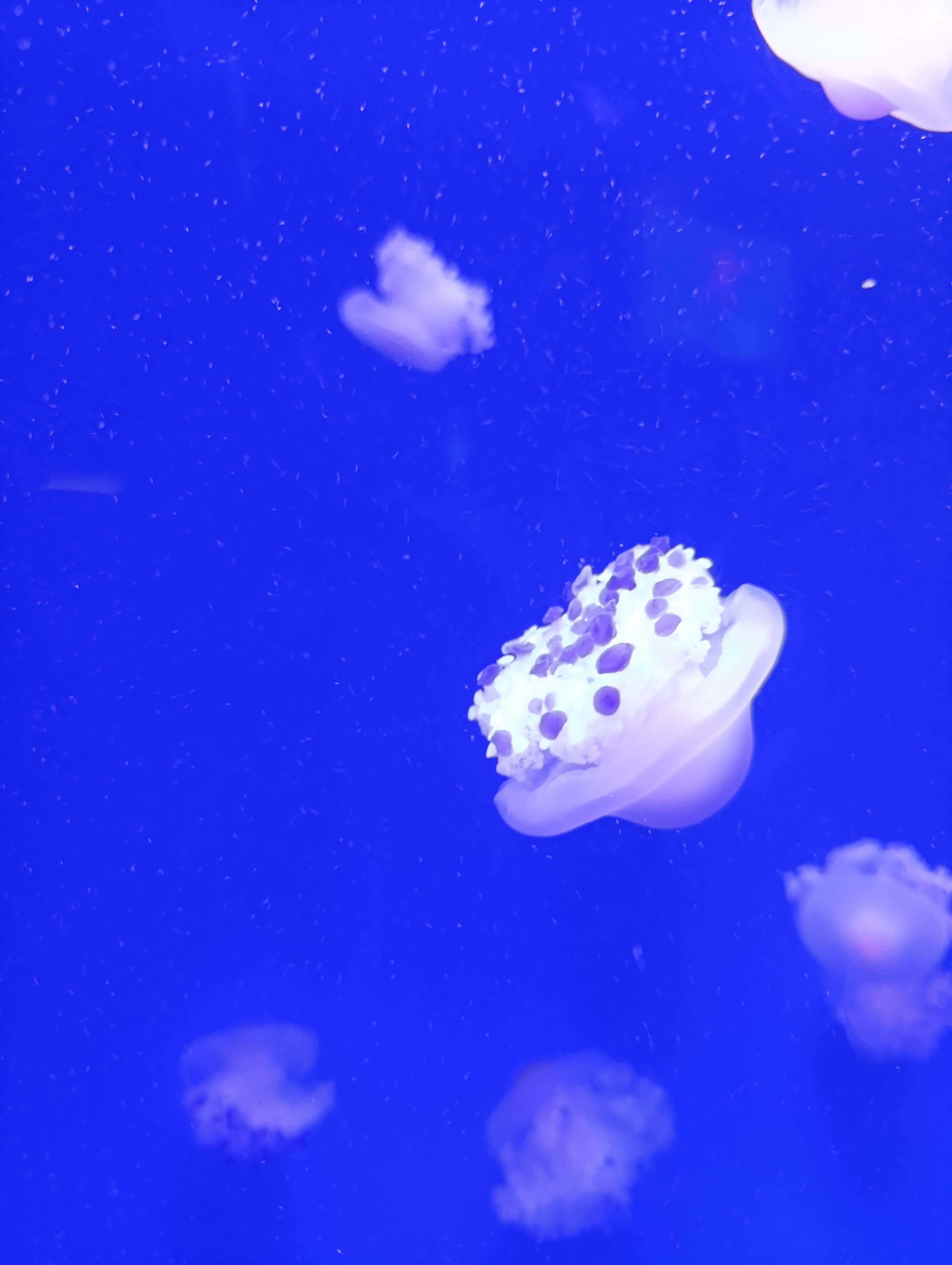 IMG-20250530-WA0267