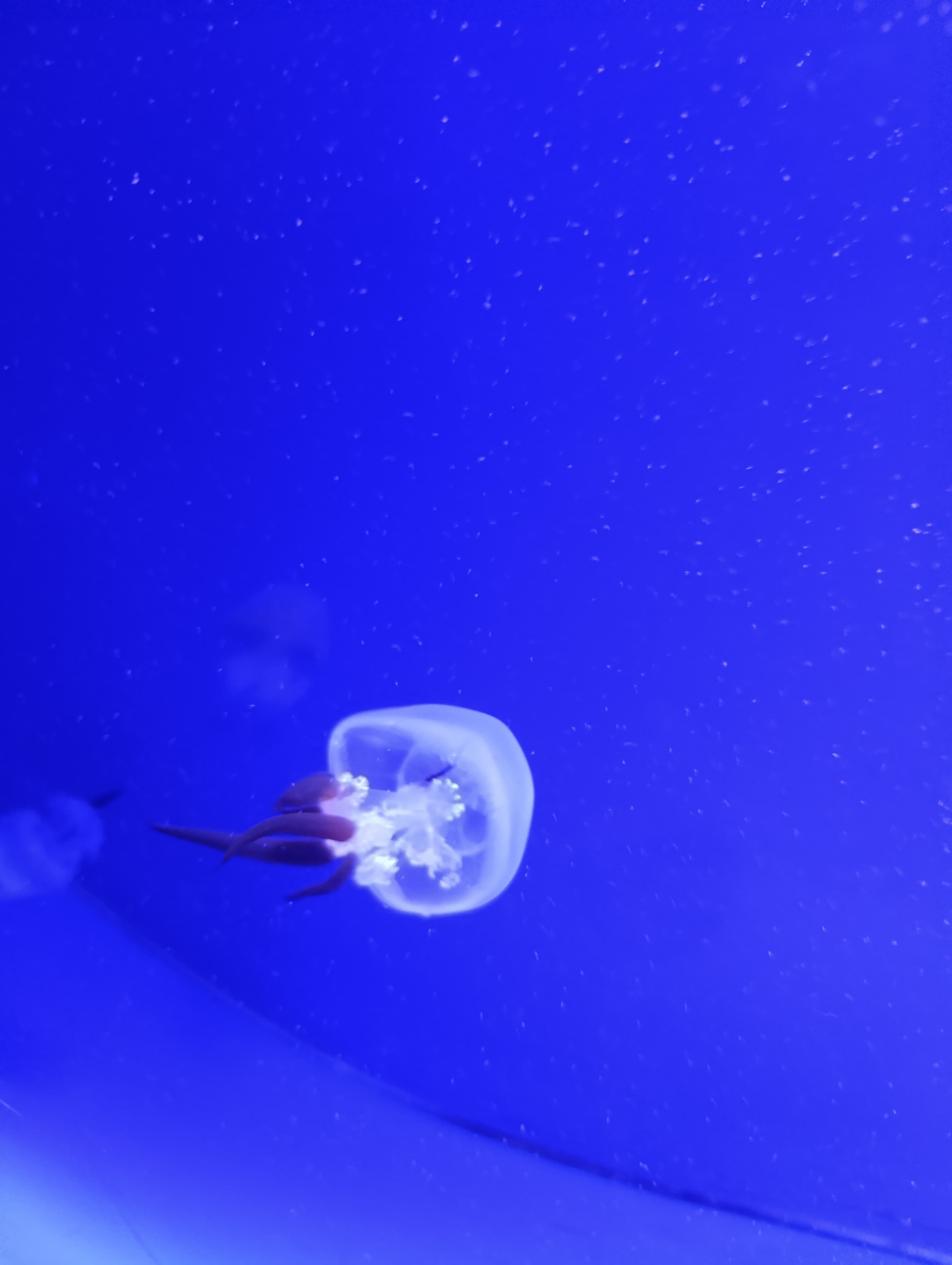 IMG-20250530-WA0270